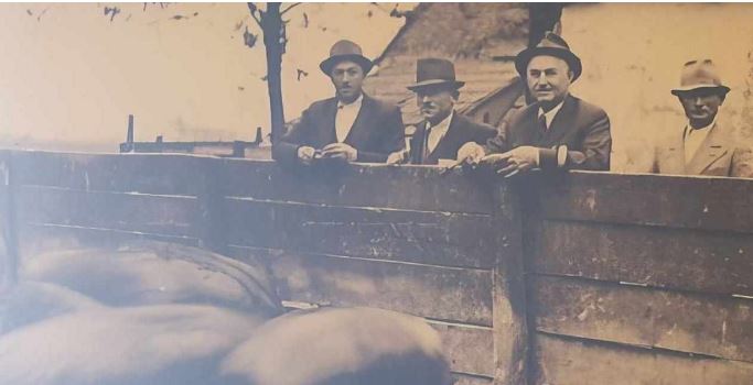 OSJEČKI.HR – O CRNOJ SLAVONSKOJ SVINJI STRUČNO I S LJUBAVLJU